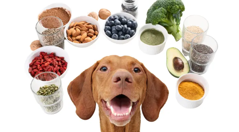 superfoods for dogs