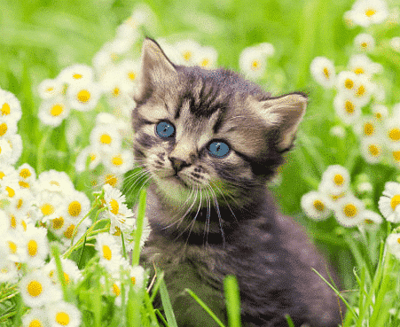 4CYTE Epiitalis Forte Gel for Cats – Best cat joint supplement for mobility, arthritis relief, and cartilage support in Australia