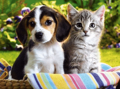 Vetnex Salmon Plaque Control Dental Powder for dogs and cats – natural seaweed oral care