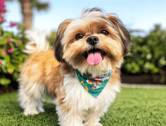 Happy dog with shiny fur after improved hair growth and grooming
