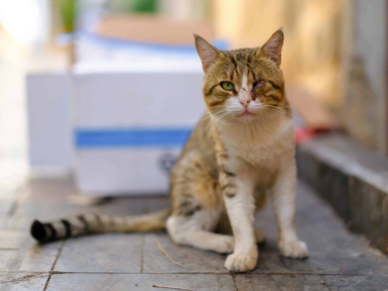 injured cats first aid tips