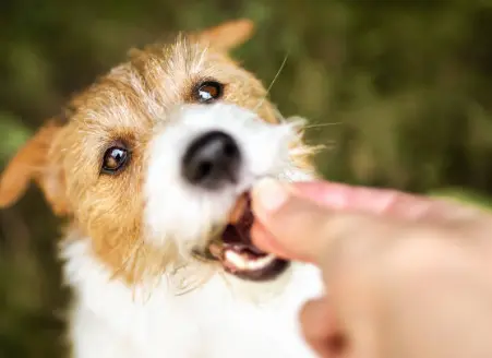 Owner rewarding dog during training session