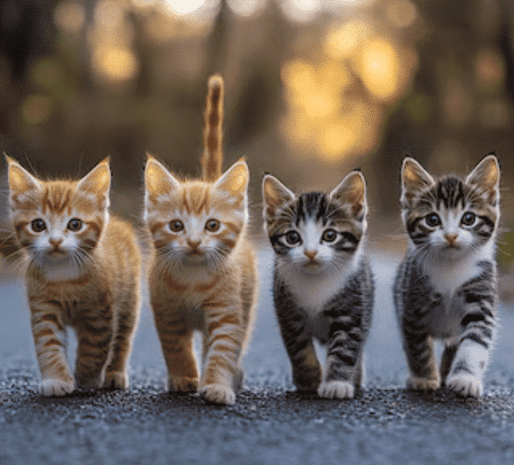 Petway Tear Stain Remover 250ml natural tear stain solution for pets