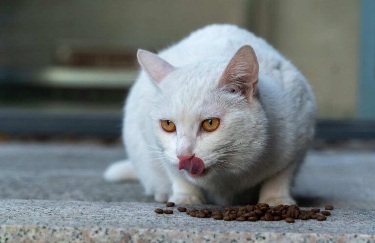 Best food for cats