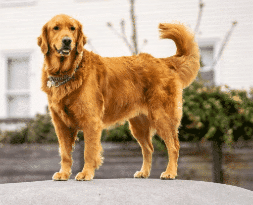 Happy dog chewing on ISLE & SKY Chicken Neck Bites – healthy superfood for dogs that promotes digestion and joint health