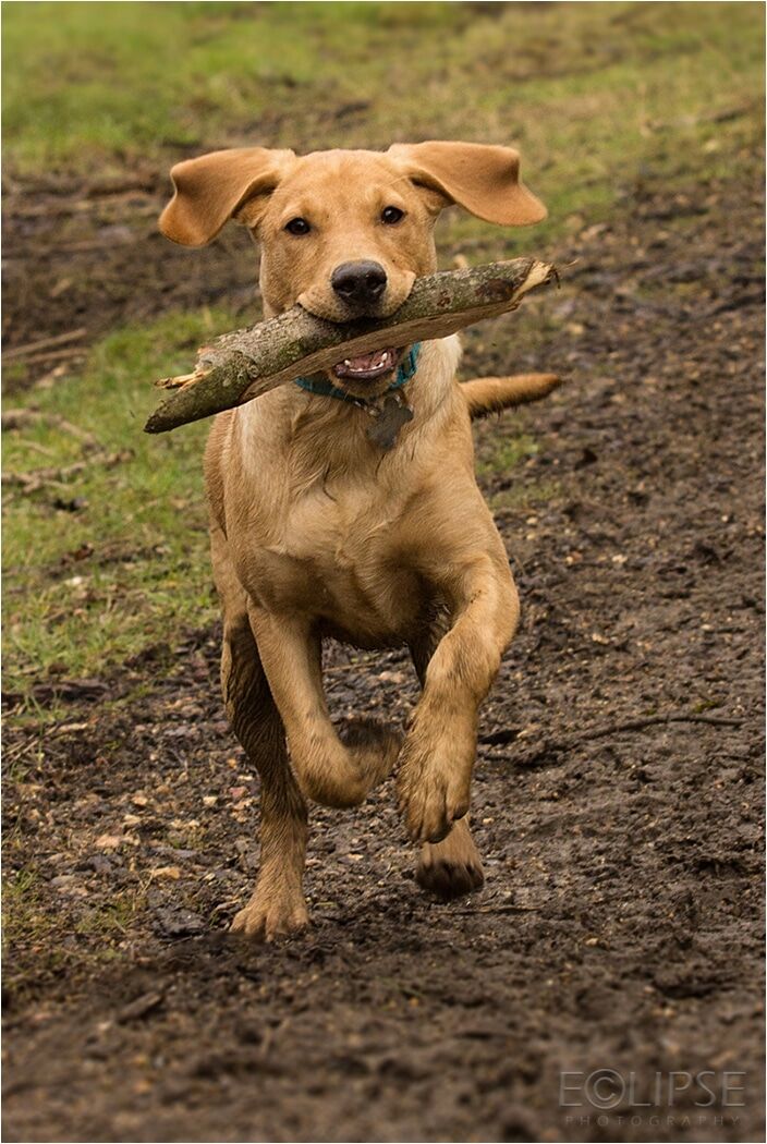 Dog holding a stick in its mouth while running