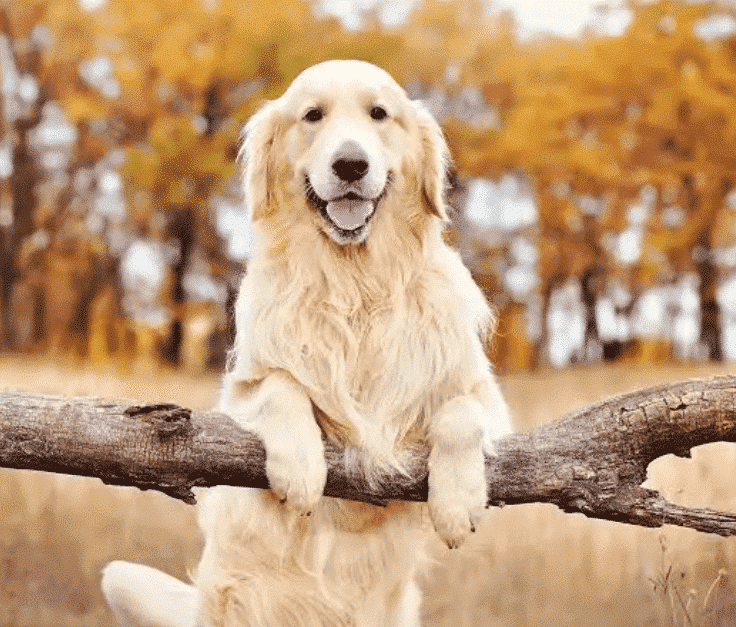 parasite treatment for dogs