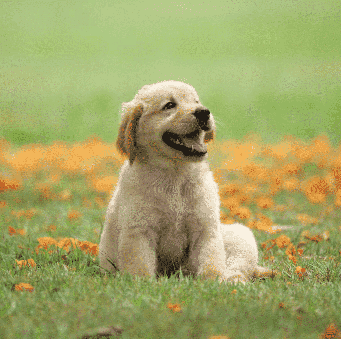 worms in dogs treatment