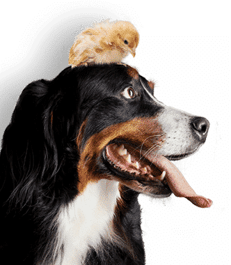 Best food for pets joint health