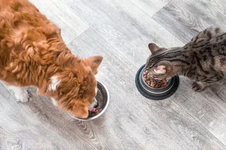 A cat and its kitten are eating their meal