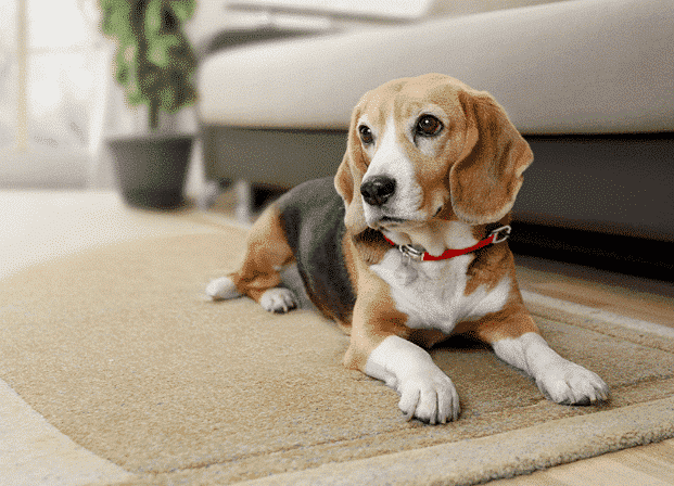 dogs vitamins and supplements