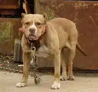 Nugard provides essential joint support and protection for large dogs during their daily activities.