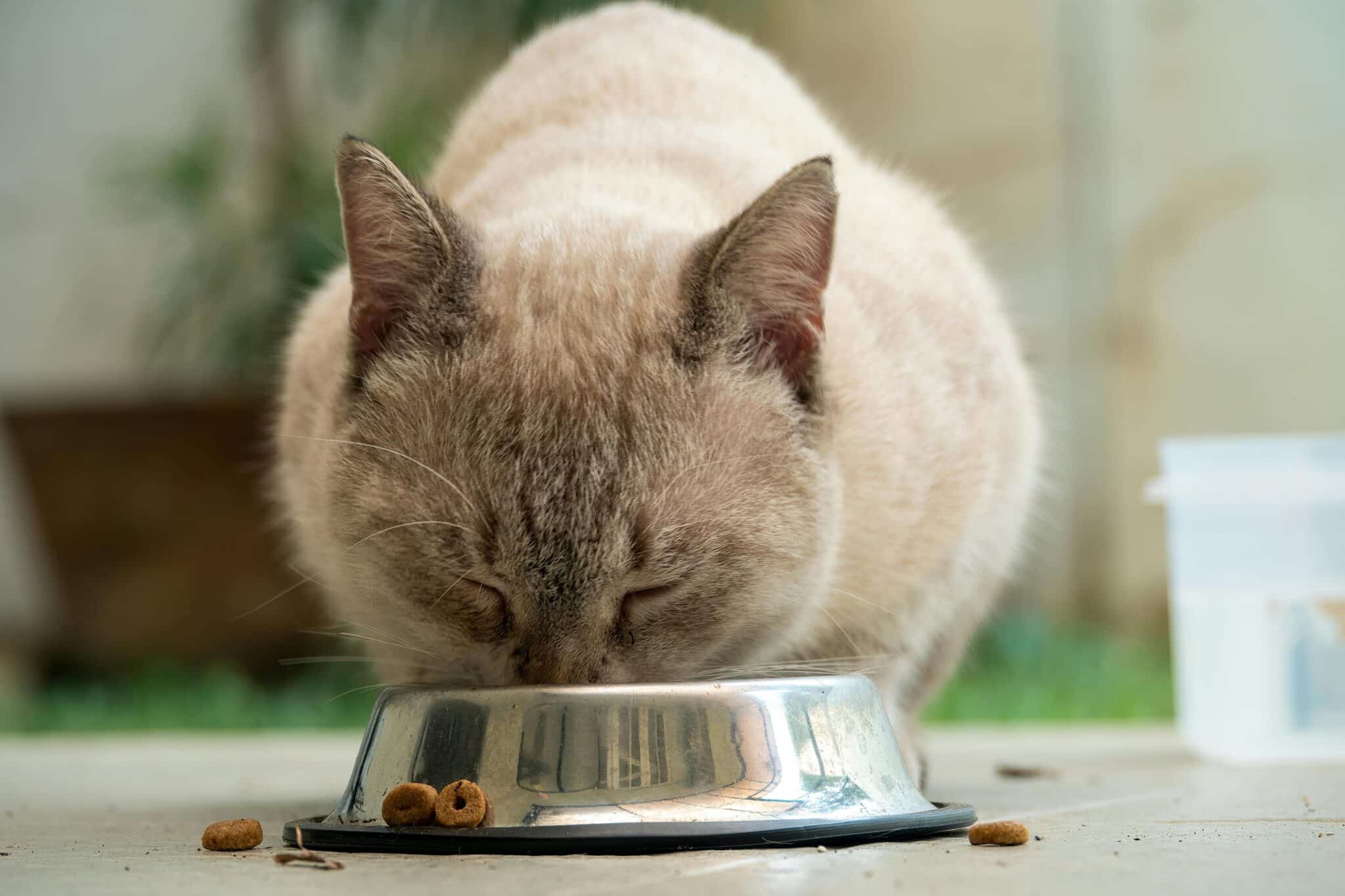 A cat with light gray fur while eating
