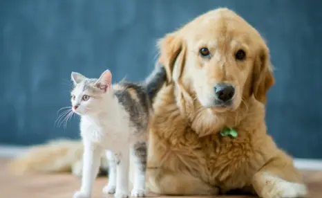 dog and cat sitting together with healthy treats