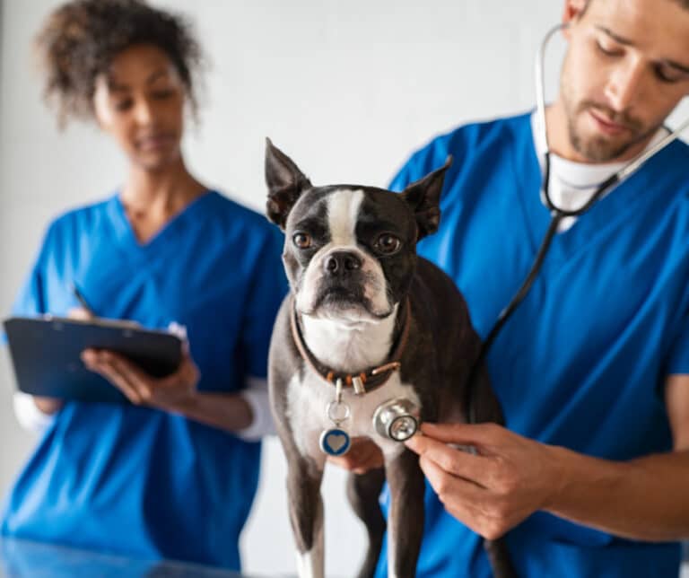 The Impact of Heartworm in Domestic Pets