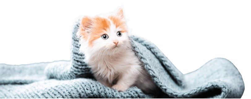 Cat care in winter