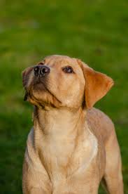 Yellow dog standing in the grass and looks up