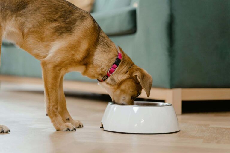 Pets Food