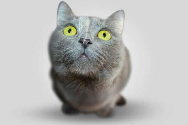 pet veterinary suppliments