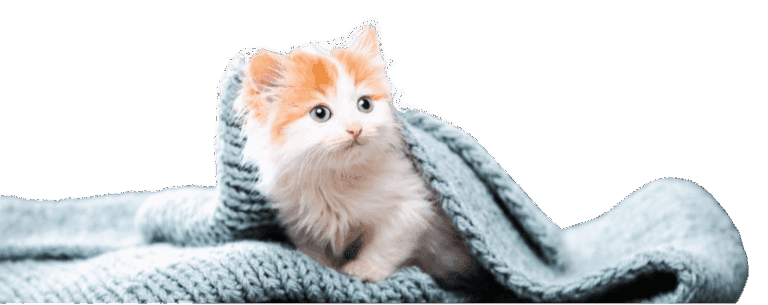 Cat care in winter
