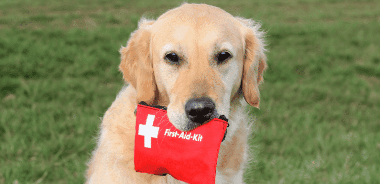 pet first aid