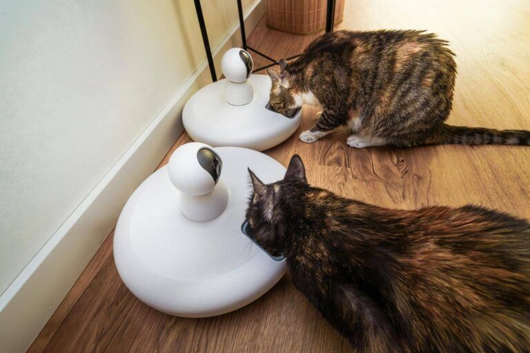 pets supplimments