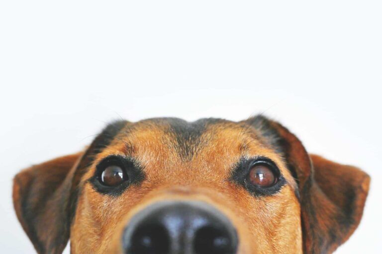pet behavioral issues