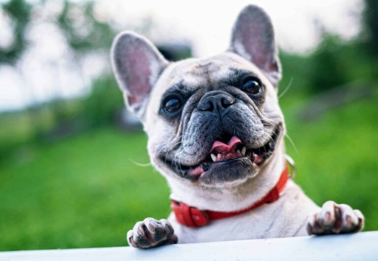 Best Dog Food for Weight Loss in Australia