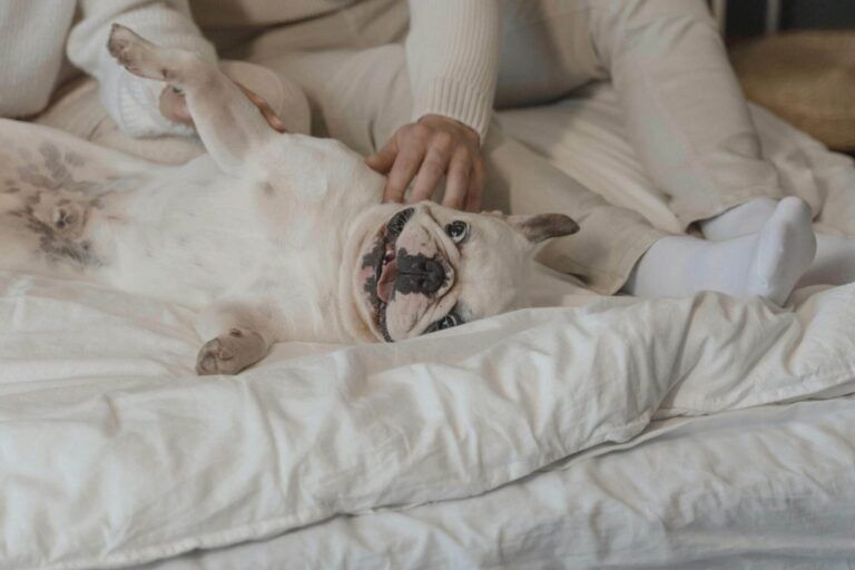 pets care