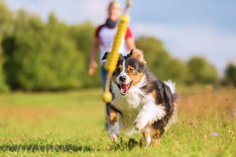 5 Tips For Picking the Paw-fect Dog Toy For Your Dog