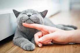 healthy cat
