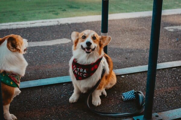 pets exercise