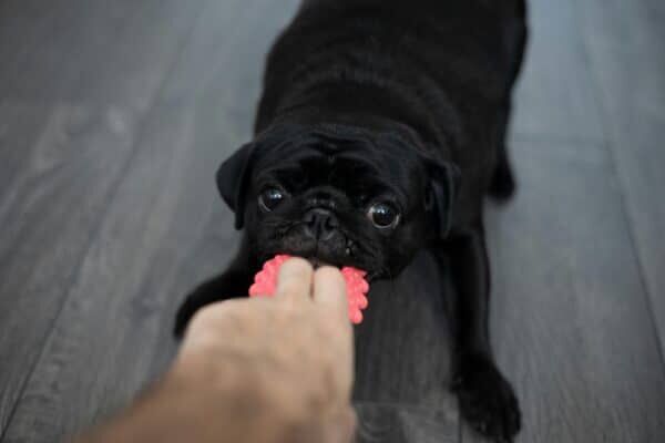 Best Dog Dental Chews