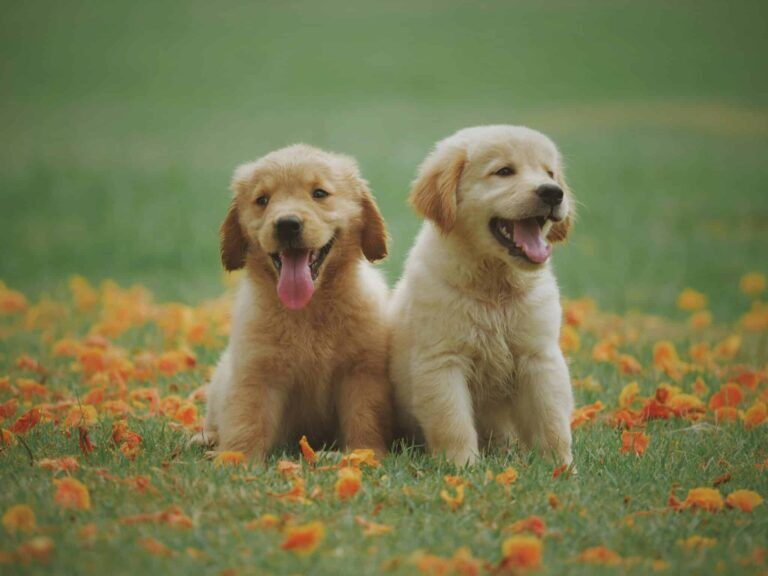 pets health