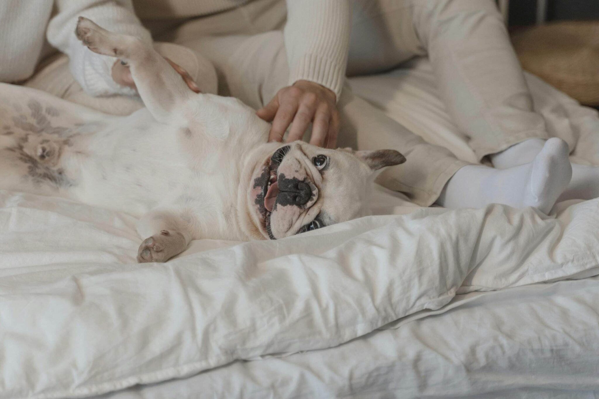 pets care
