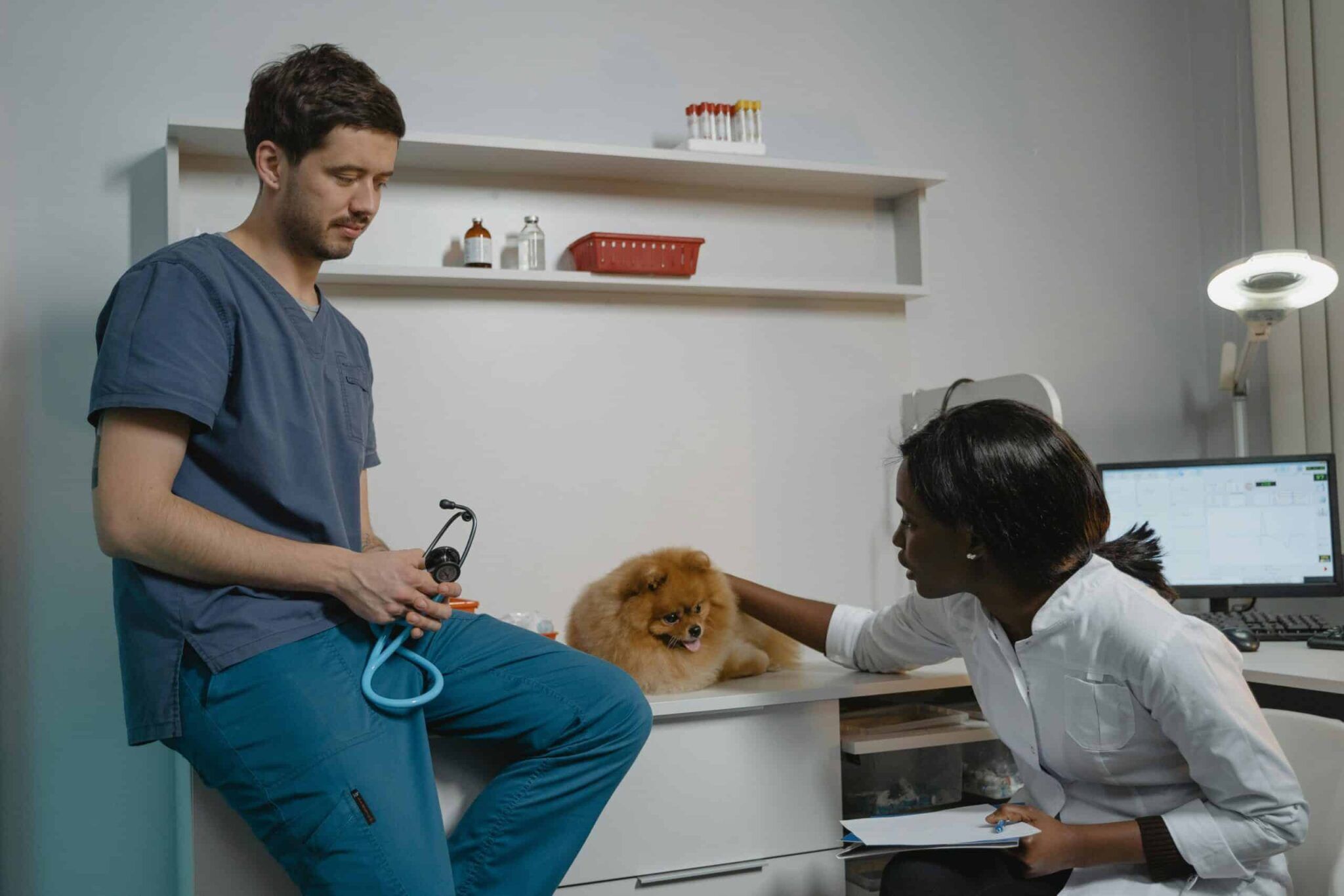 Dog Wound Care Products